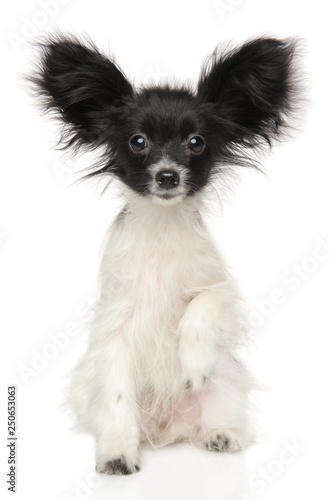 Continental Toy Spaniel Dog Papillon Puppy Sitting This Toy Spaniel Dog Papillon Puppy Sitting