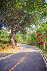 Big banyan tree trunk at roadside in the park.