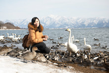 Young Asian Woman Is Enjoy Feeding To Birds At Lake Inawashiro In Fukushima, Japan.