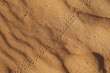 Käfer-Spur im Wüstensand