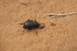 Schwarzer Käfer im Saharasand