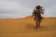 Palmen in der Wüste