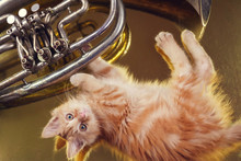Ginger Kitten Playing With French Horn