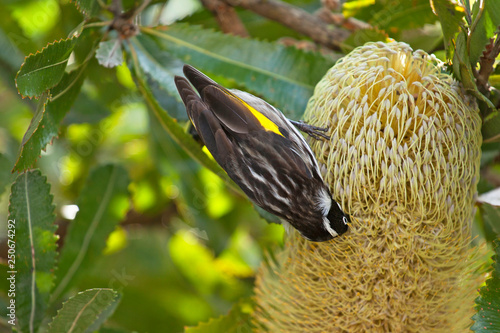 Oiseau Noir Et Blanc Passereau Australie Buy This Stock