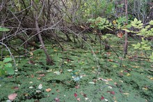 Swamp Area In The Rural Wetlands
