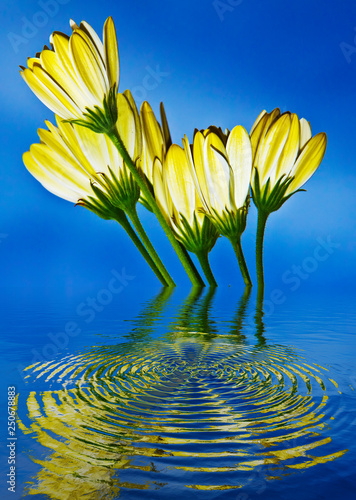 flores amarillas reflejadas en el agua