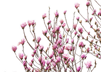  Pink magnolia flowers isolated on white background