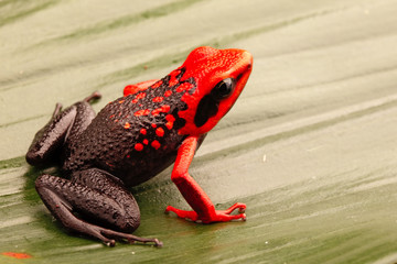 Wall Mural - Red headed poison dart frog, Ameerega silverstonei.  A tropical rain forest animal from the Amazon jungle in Peru.