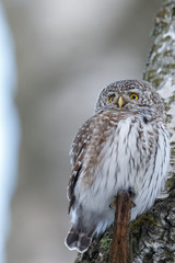 Wall Mural - Pygmy Owl (Glaucidium passerinum)