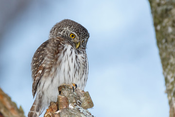 Wall Mural - Pygmy Owl (Glaucidium passerinum)