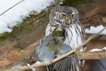 Wall Mural - Pygmy Owl (Glaucidium passerinum)