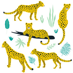 Wall Mural - Set of leopards and tropical leaves. Vector