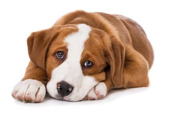 Wall Mural - Swiss mountain dog puppy isolated on white background