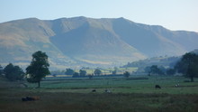 View Of Blencathra Fell At Dawn With Cattle In The Foreground, Lake District, Cumbria, England