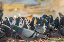 Crowd Of Pigeon On The Walking Street In Bangkok, Thailand. Blurred Group Of Pigeons Fight Over For Food, Many Struggle Pigeons Near Temple In Thailand. Selective Focus
