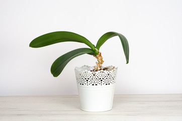 Close-up of  natural  potted plant in a white iron pot on  a  white furniture table against white background