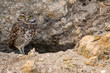 Florida burrowing owl outside its burrow - Athene cunicularia