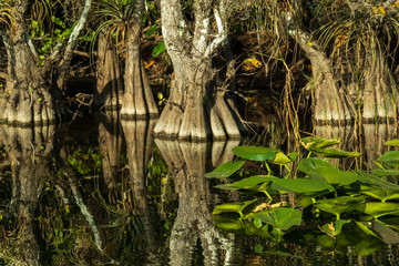 Wall Mural - Everglades National Park, Florida USA