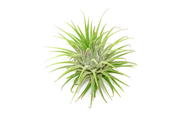 Wall Mural - Tillandsia isolated on white background.Tillandsia are careless and low maintenance ornamental plants that required no soil, only plenty of water, sunlight and good airflow. Fresh green Tillandsia.