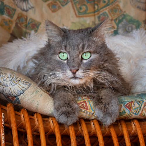 Tired Grey Longhaired Cat Lying Under A Fluffy White Blanket Buy