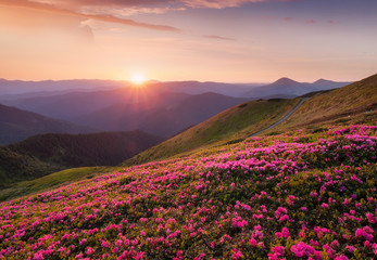 Wall Mural - Mountains during flowers blossom and sunrise. Flowers on mountain hills. Natural landscape at the summer time. Mountains range. Mountain - image