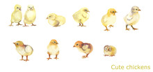 Cute Yellow Chickens.Funny Farm.10 Chickens On White Background.