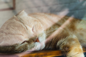 Close up portrait shot of beautiful brown tabby cat sleeping. View through a window of adorable kittens sleeping.