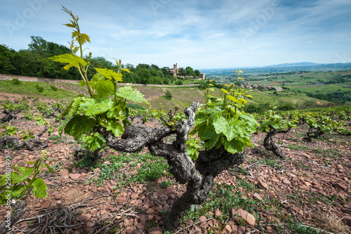 Cep De Vigne Dans Le Beaujolais Photo Stock Adobe Stock