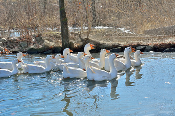 Canvas Print - Geese 11