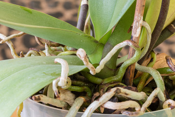 Canvas Print - The roots of the orchid in the pot and part of the green leaves.