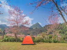 A Camping Tent Under Wild Himalayan (Prunus Cerasoides) Cherry Blossom With Mountain And Blue Sky Background, Doi Ang Khang, Chiang Mai, Northern Of Thailand.