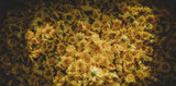 Fototapeta Morze -  Chrysanthemum flower fields 
