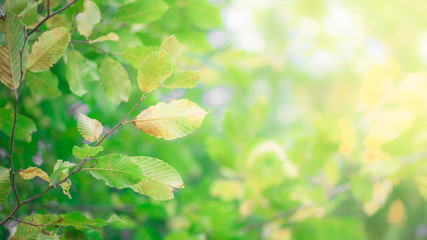 Wall Mural - closeup nature green leaf on blurred background with copy space, ecology concept.