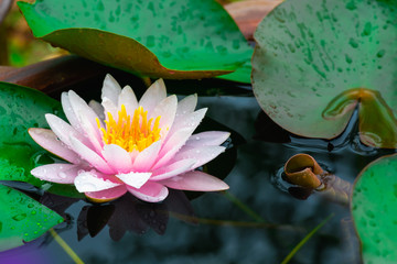 Wall Mural - beautiful pink waterlily or lotus flower in pond.