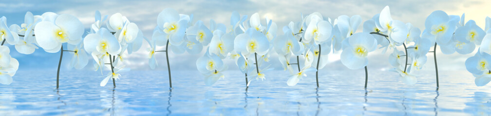 panorama of white orchids over the water surface with reflections, 3d illustration