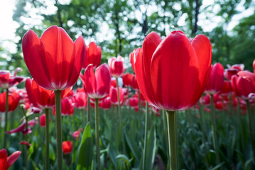 Tulips close-up in the spring Park on Elagin island , St. Petersburg .