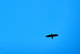 Fototapeta Na sufit - Raven flying with the sky in the background
