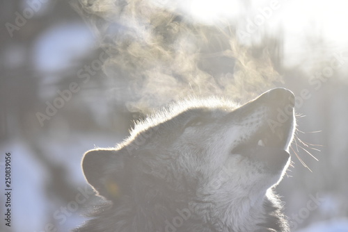 Fotomural A wolf and a breath of white that bark in the snow