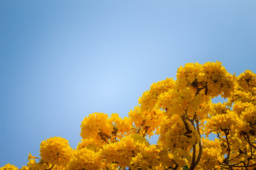 Yellow flowers on silver trumpet tree (Tabebuia aurea) with blue sky background and copy space for text. Tabebuia aurea, also known as Caribbean trumpet tree, silver trumpet tree and tree of gold.