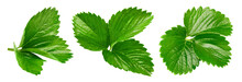 Strawberry Leaves Clipping Path