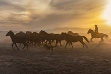 The Cowboy Who Tamed Horses At Sunset