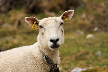 sheep close-up in spring in Norway