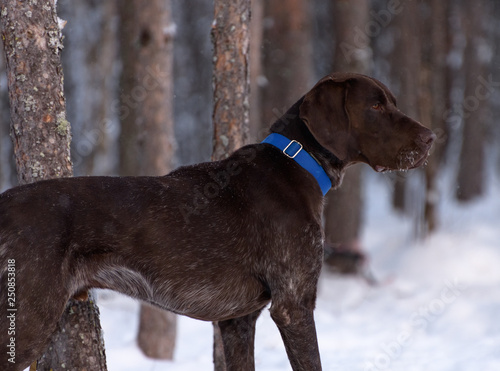 german shorthaired pointer collar