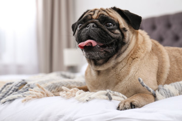 Poster - Happy cute pug dog on bed indoors