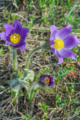 Sticker - Pasqueflower or Sleep-grass ( Pulsatilla patens)