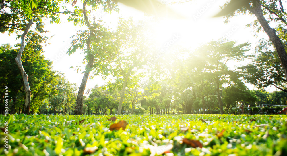 Park with bright grass and trees, sun glare. Relaxing fitness background. Spring-summer wallpaper. Low angle shooting. - obrazy, fototapety, plakaty 