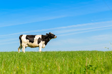 Cows Graze On A Green Field In Sunny Weather, Layout With Space For Text