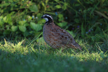 Bobwhite Quail Hiding In Leaves Free Stock Photo - Public Domain Pictures