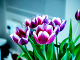 Fototapeta Tulipany - OLYMPUS DIGITAL CAMERA