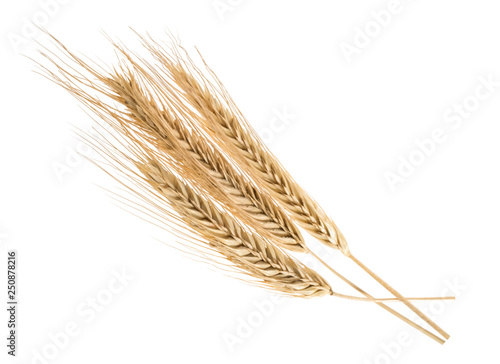 Cuadros en Lienzo Ears of rye isolated on a white without shadow
